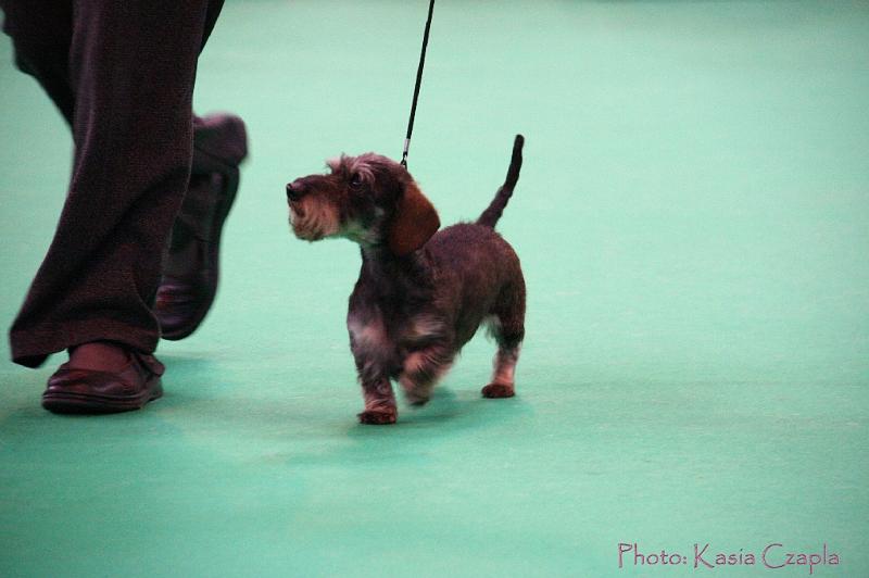 Crufts2011_2 1552.jpg